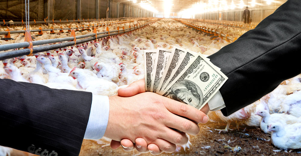 antibiotic industrial meat lobby