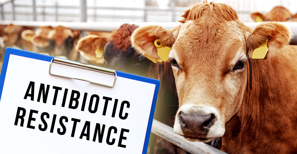 antibiotic-resistance-factory-farms-cows
