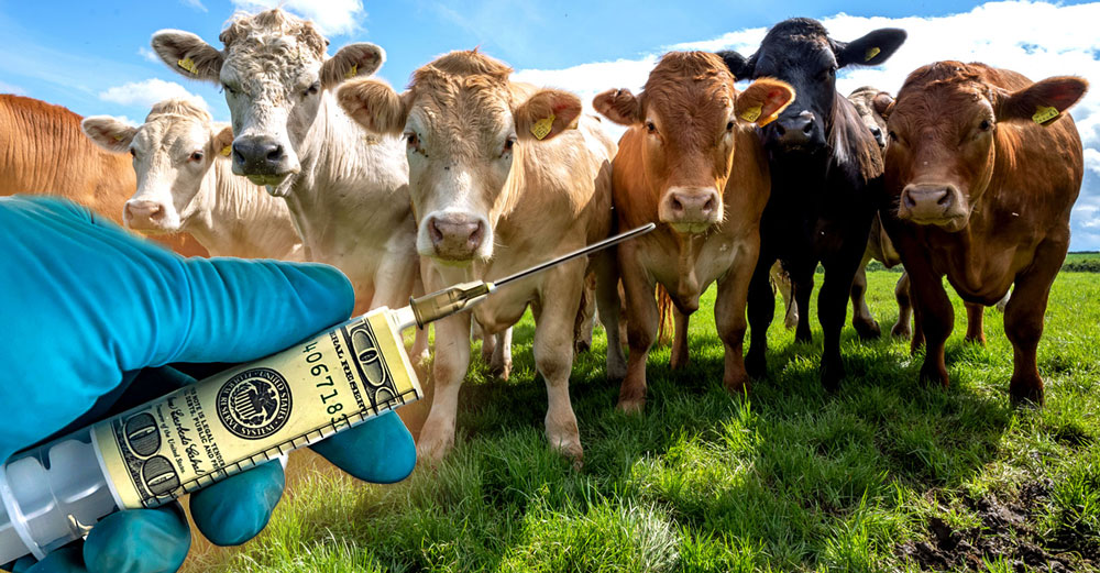 bankrolling methane vaccines cattle