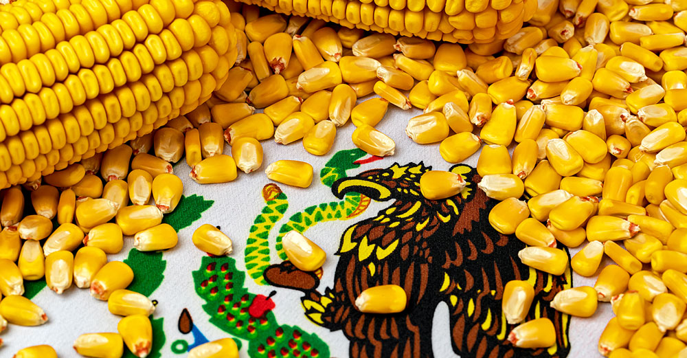 battle gmo corn mexico