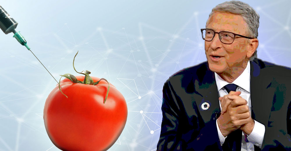 bill gates gmo tomatoes email