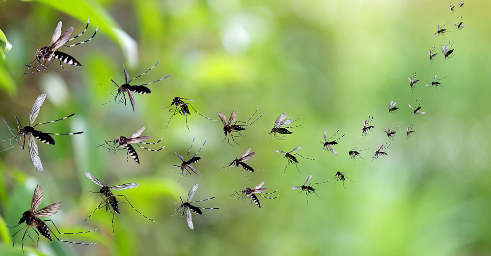 billions lab mosquitoes maui