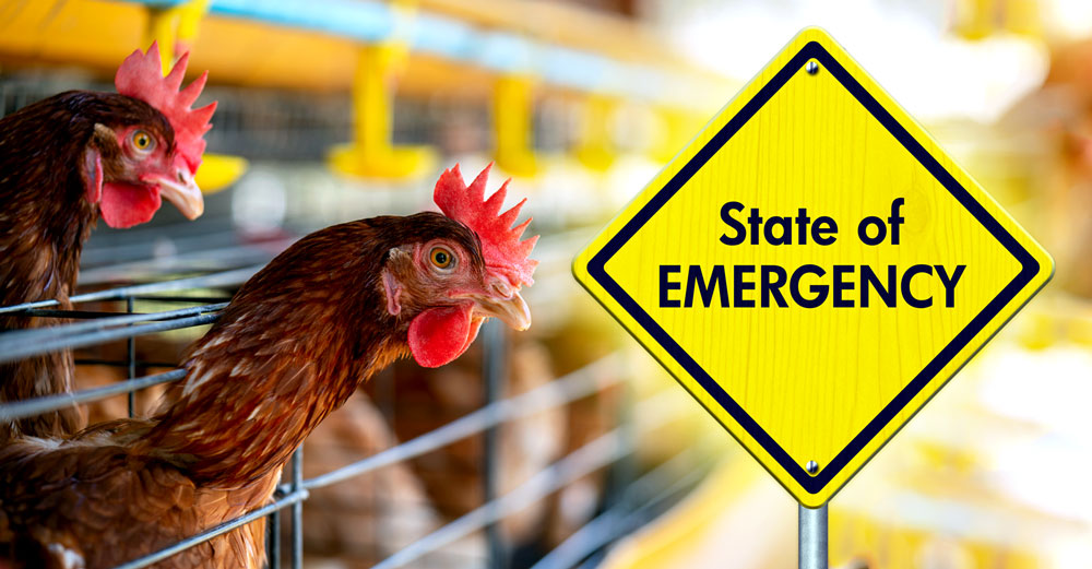 bird-flu-california-emergency