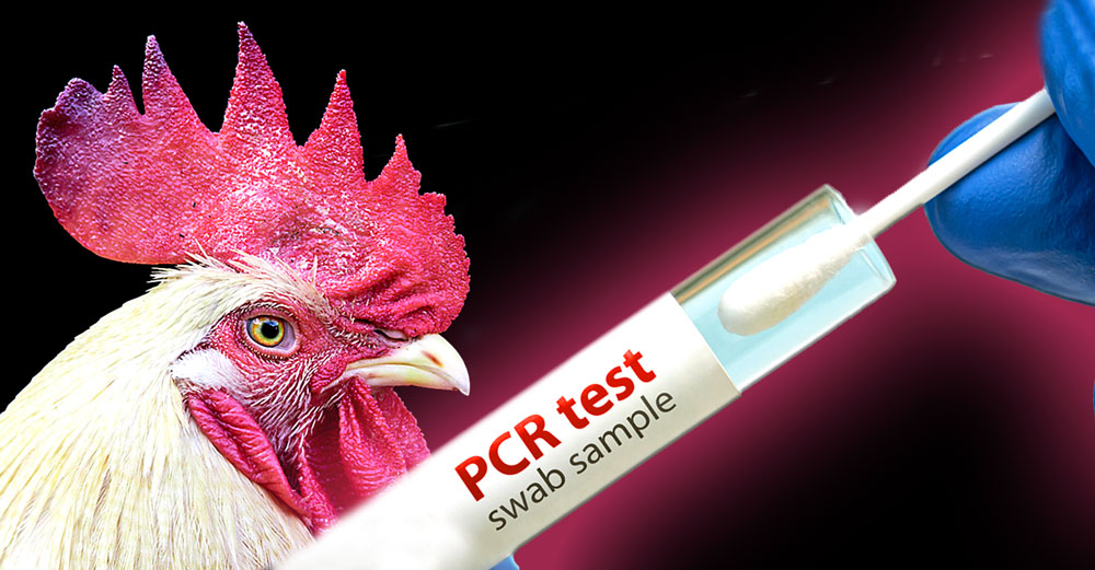 bird flu emergency pcr testing