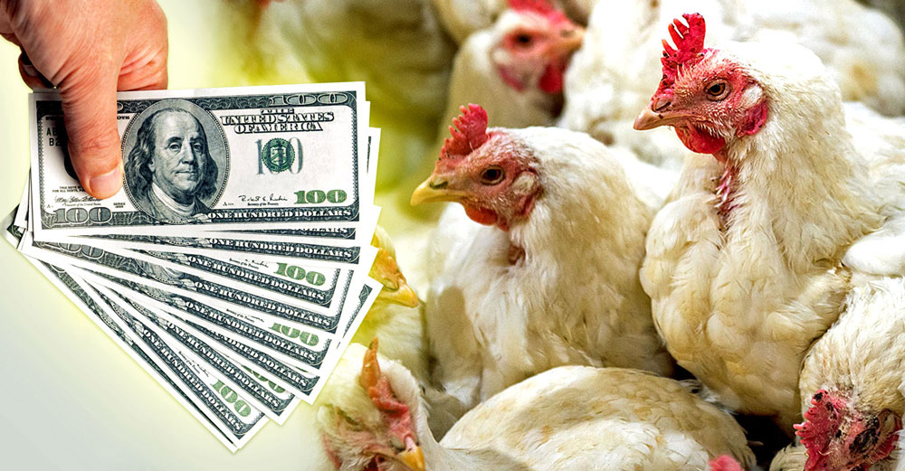 bird flu windfall chicken producers