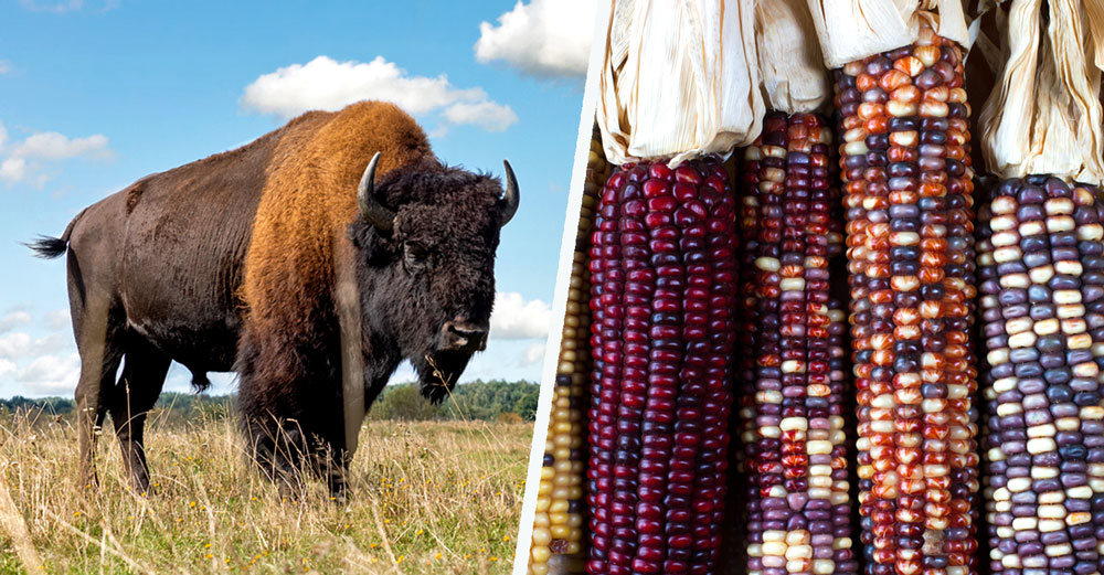 bison corn food sovereignty