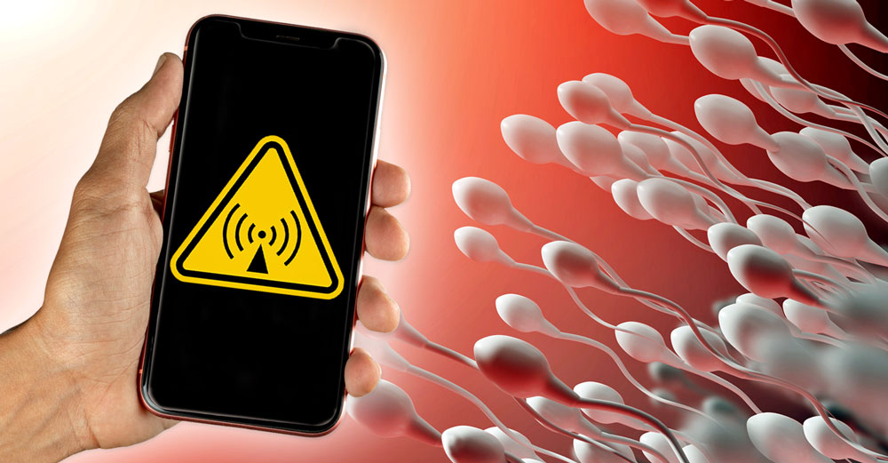 cellphone radiation male fertility