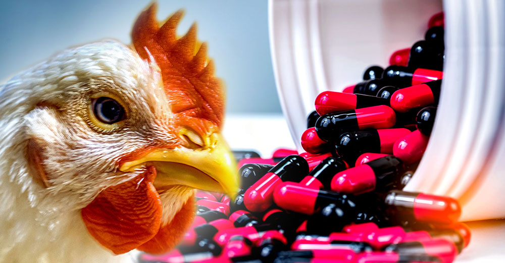 chicken antibiotics drug resistant infections