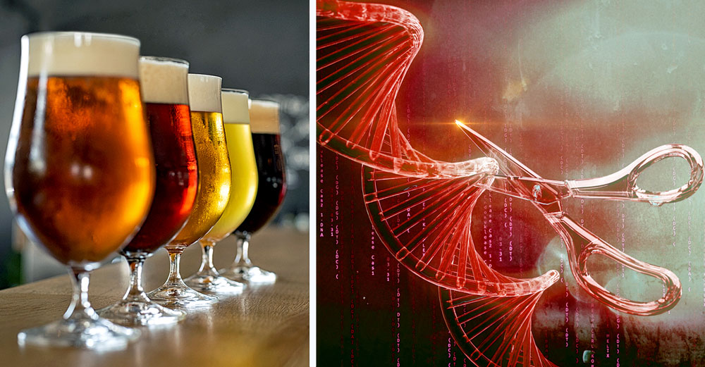 craft beer gene editing crispr