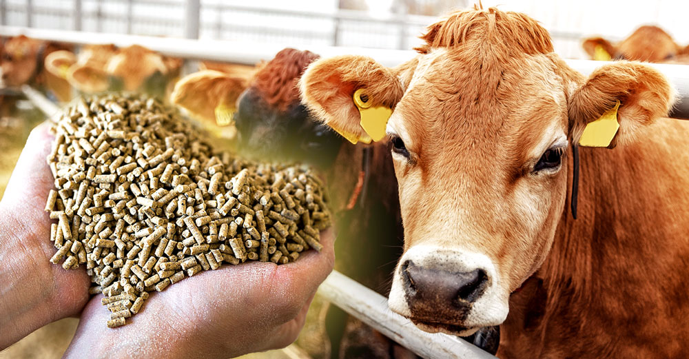 drug-cattle-feed-methane-emissions