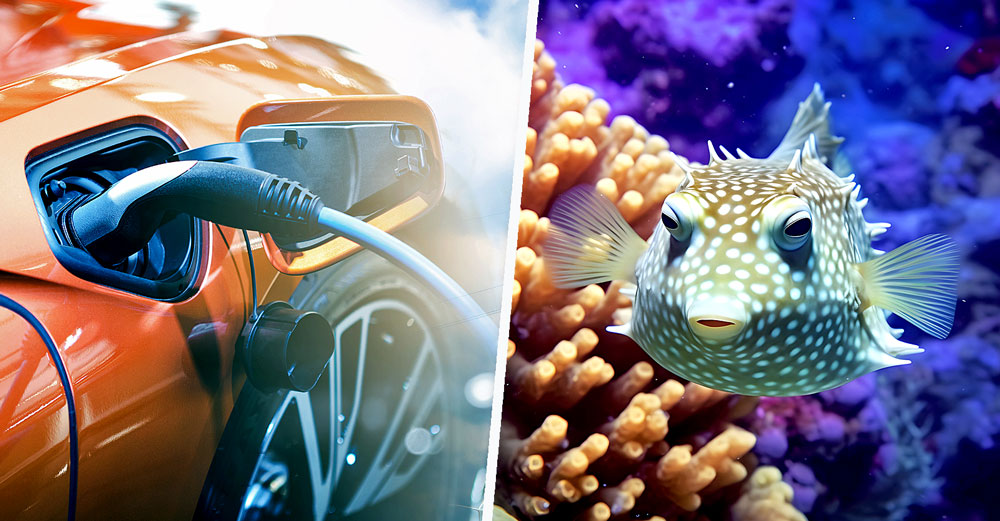 electric vehicles ocean animals