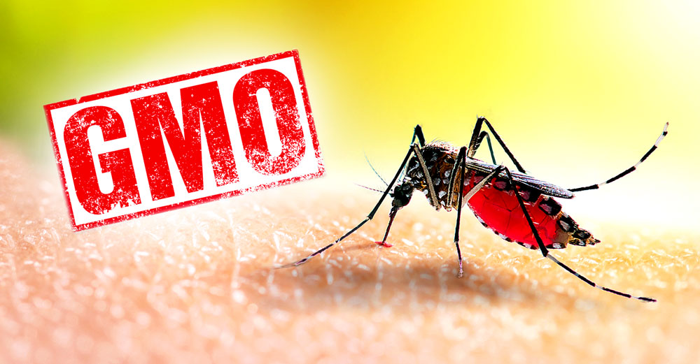 epa-gmo-mosquitoes-consumers