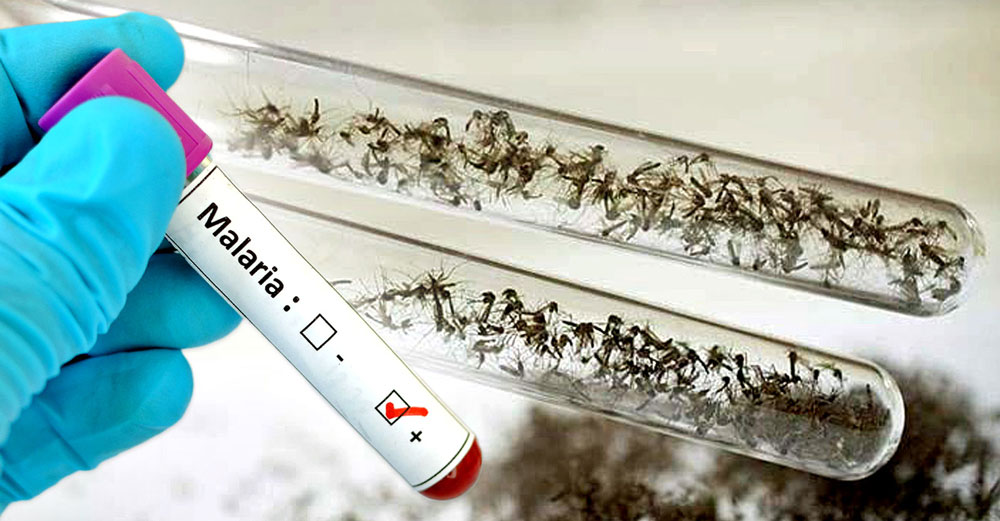 epa gmo mosquitoes malaria