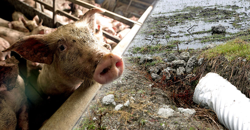 factory farm hazardous manure