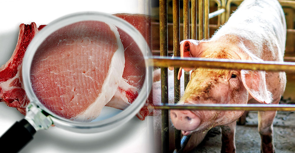 factory farm pork pig cancer