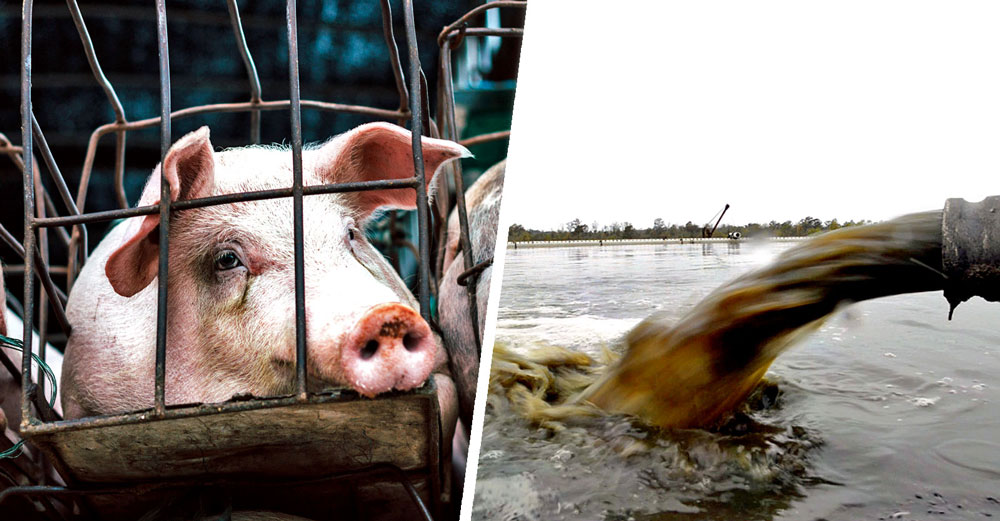 factory farm water pollution epa