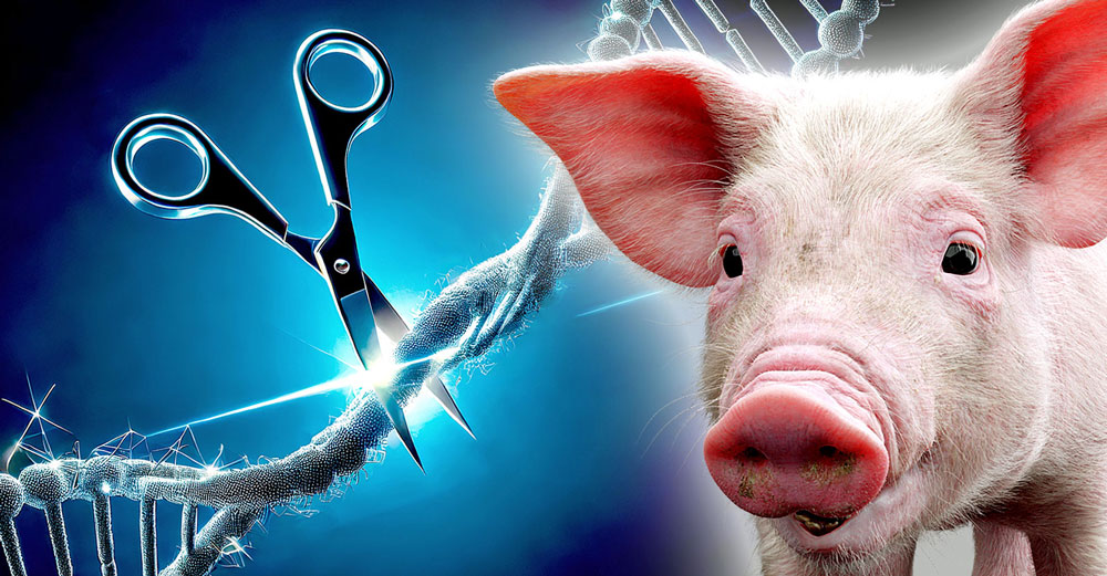 fda-approves-gene-edited-crispr-pigs