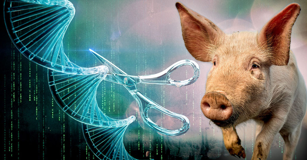 fda gene editing crispr pigs pork