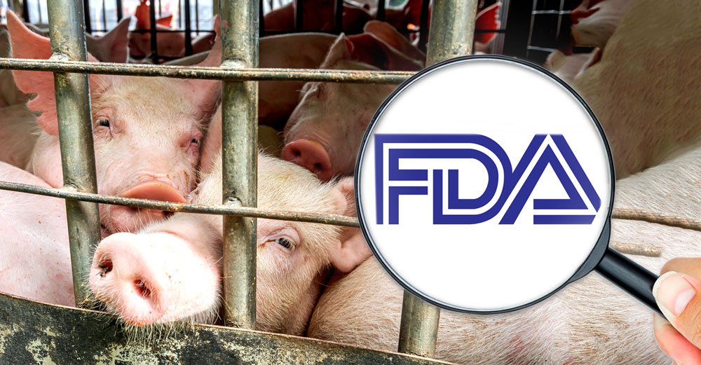 fda livestock pig harm health