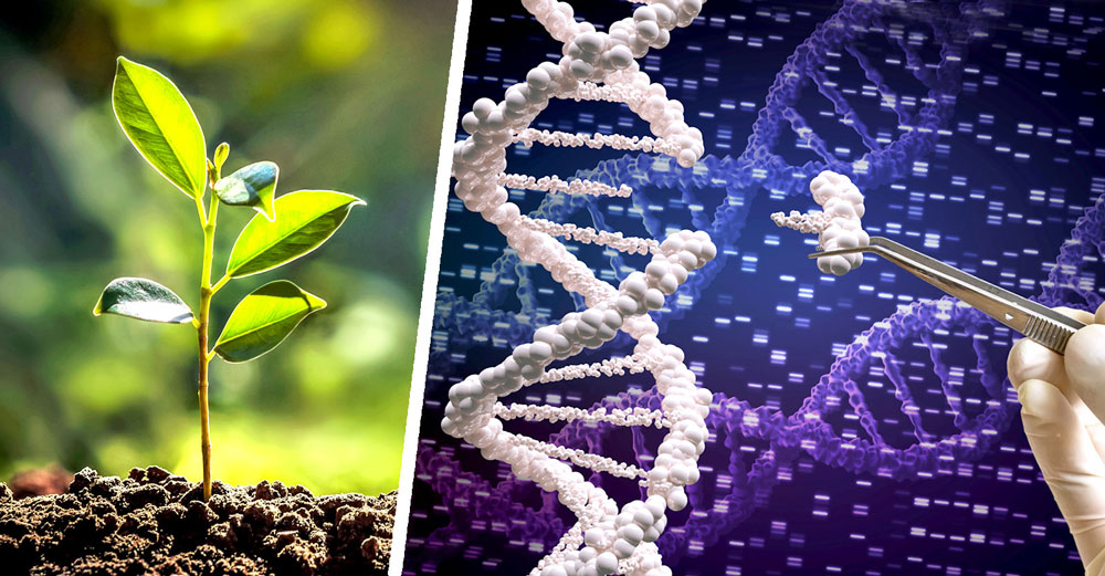 gene scissors crispr plants