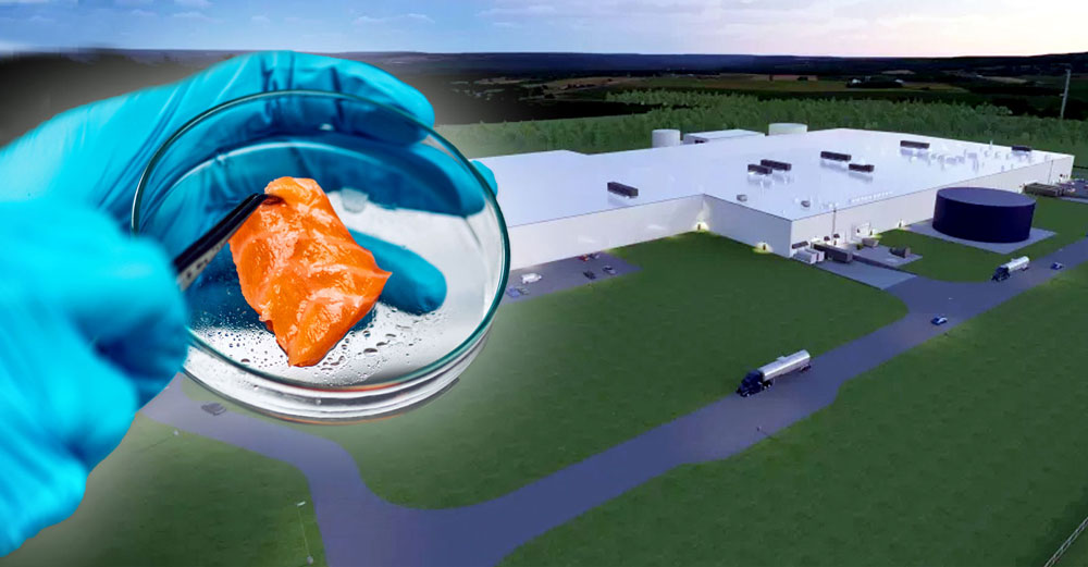 genetically engineered salmon farm