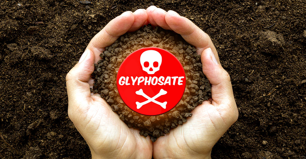 glyphosate fertilizers tomato crop