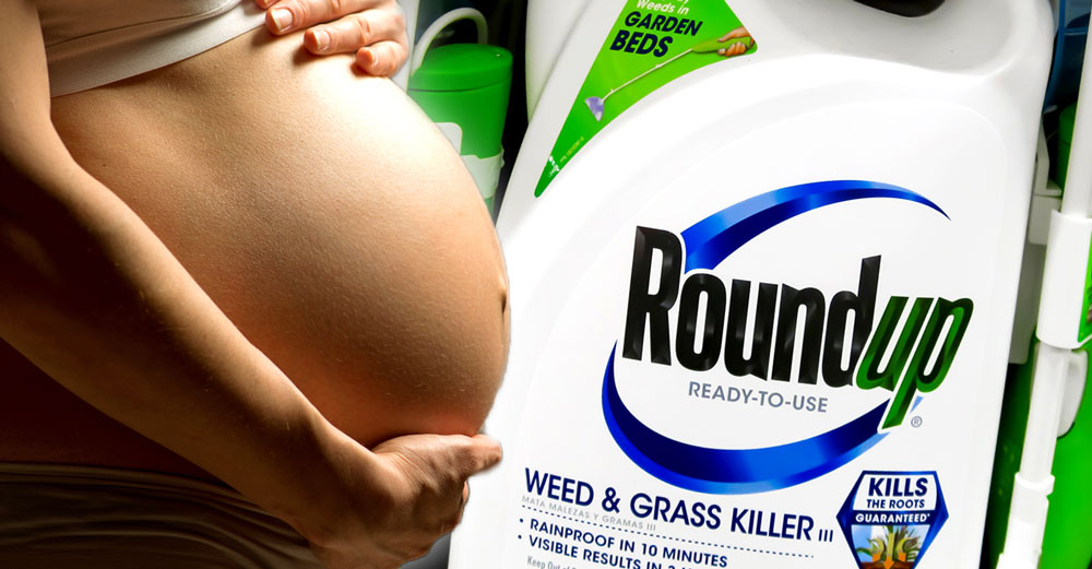 glyphosate pregnancy child brain