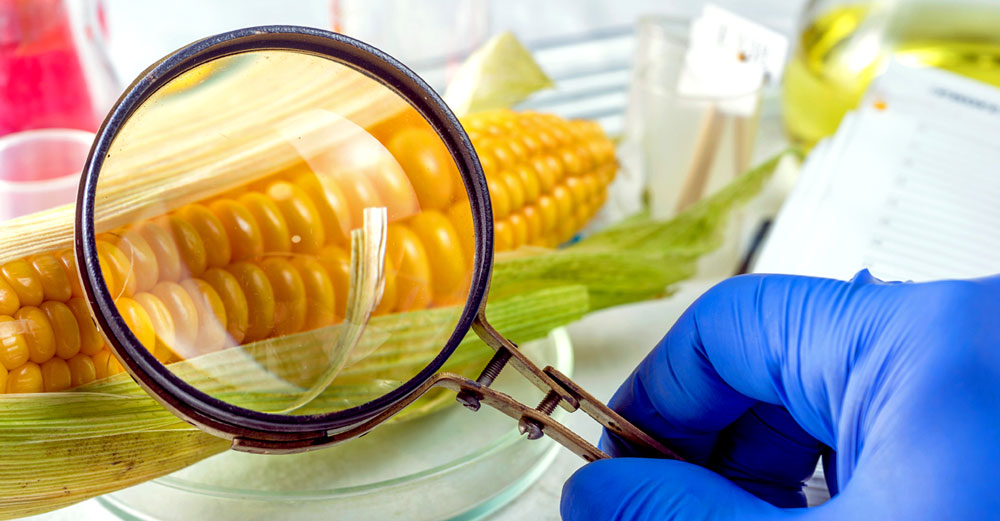 gmo-corn-glyphosate-health-risks