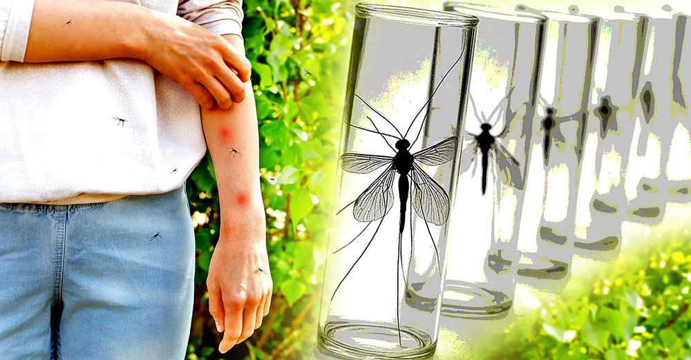 gmo-mosquitoes-vaccinate-people