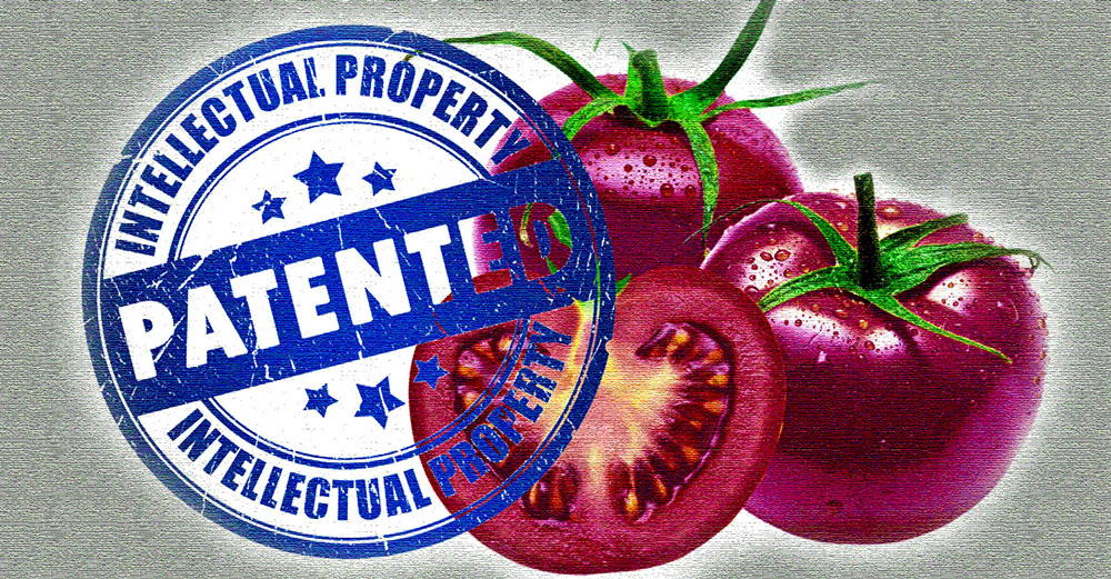 gmo purple tomato patent