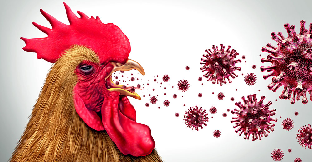 government study bird flu spread