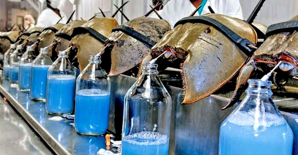 horseshoe crabs blood big pharma