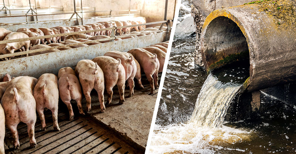 industrial-factory-farming-pollution