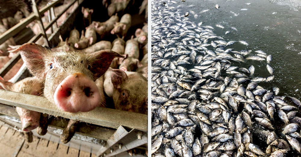 industrial hog farm fish kill