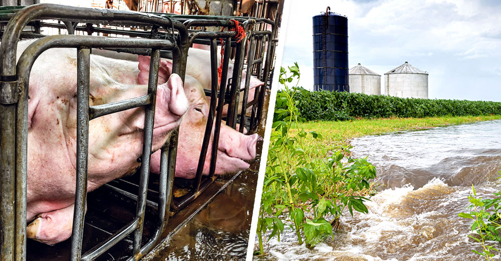 industrial hog pig pollute waterway