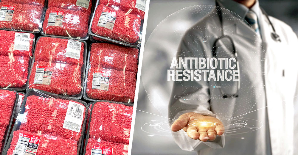 industrial meat antibiotic resistant