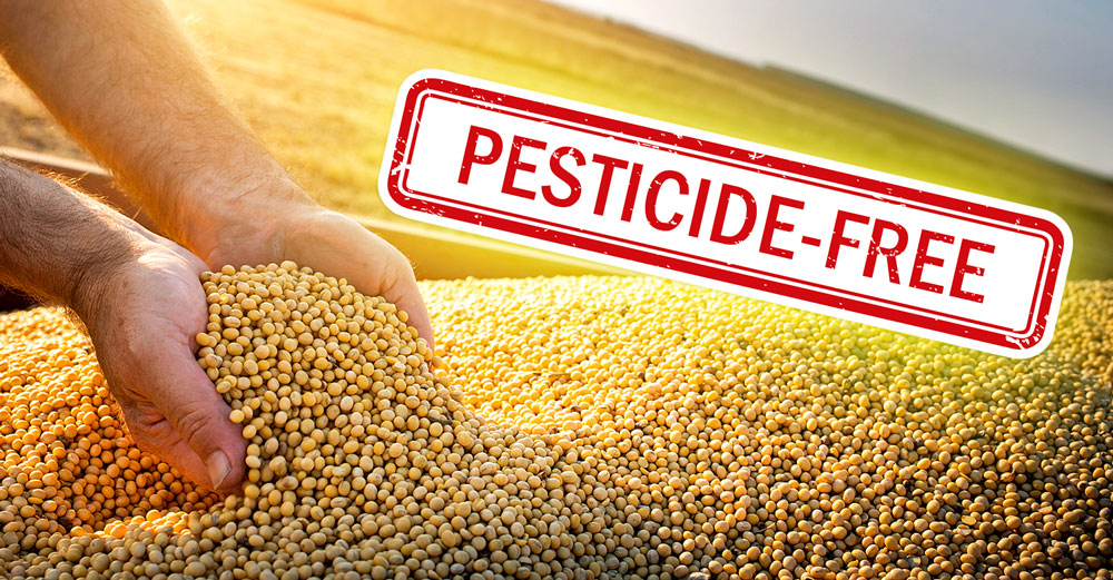 iowa farming soybeans no pesticides