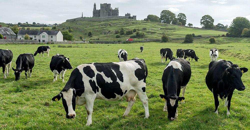 irish farmers livestock cattle climate