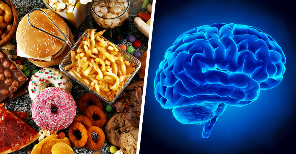 junk food rewires brain
