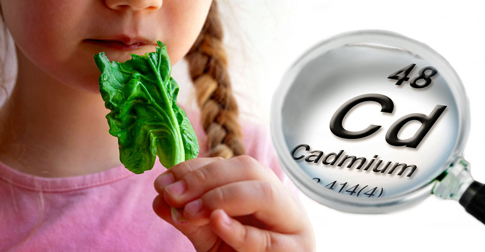 kids carcinogenic cadmium spinach