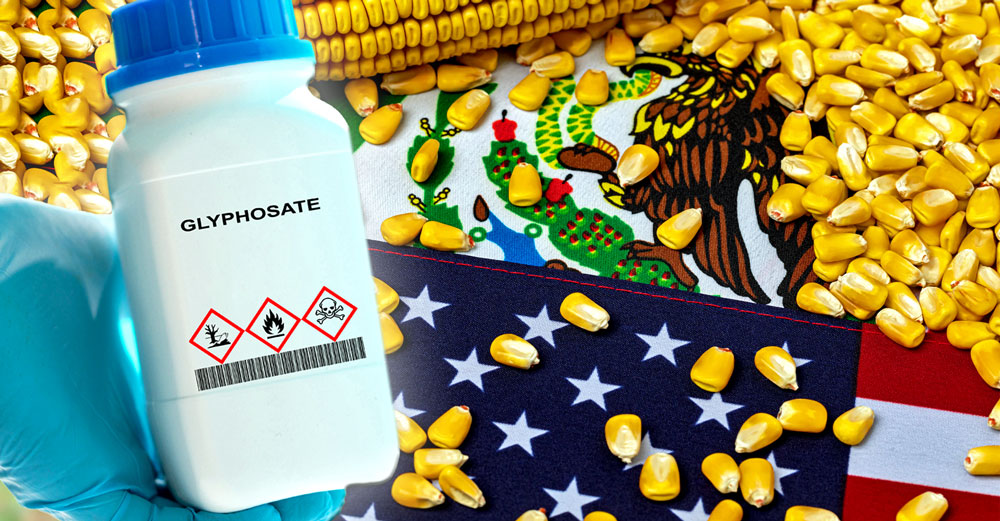 mexico gmo glyphosate corn harm