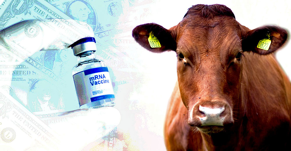 mrna vaccine food supply cow