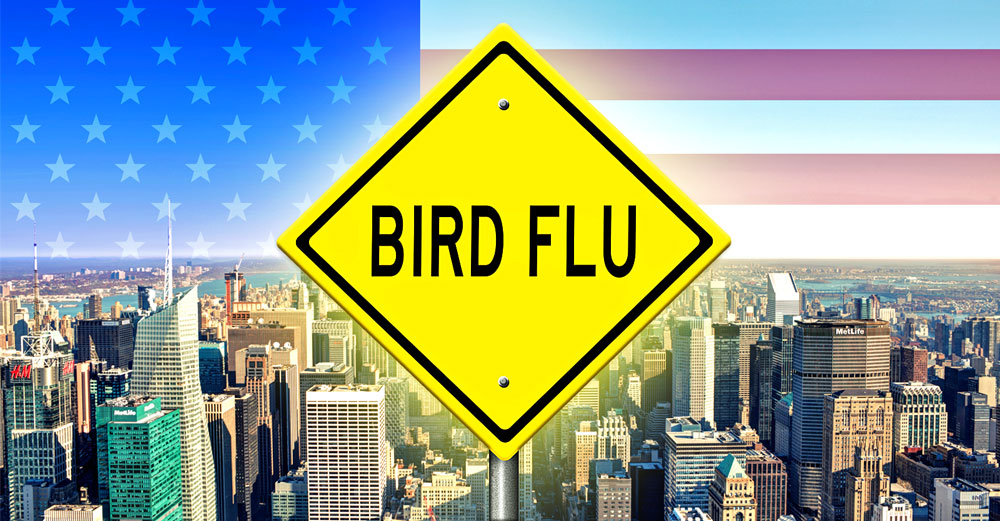 new york city health bird flu