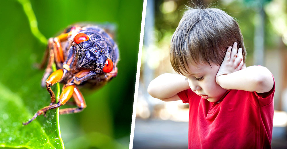 periodical cicada autism