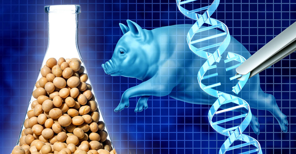 piggy sooy gene editing frankenfood