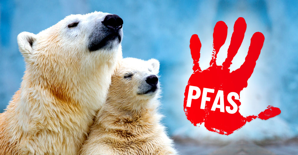 polar bears pfas chemicals