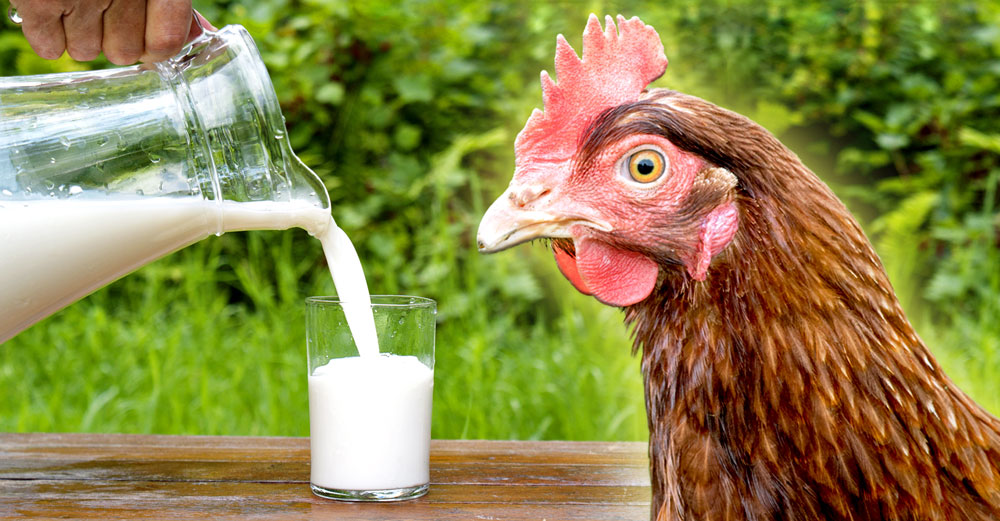 raw milk fear bird flu