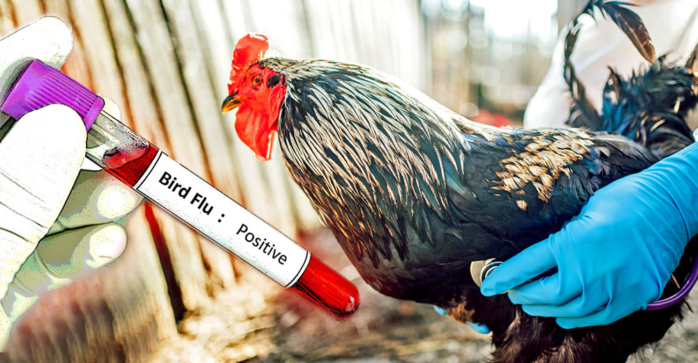 risky contagious bird flu strain