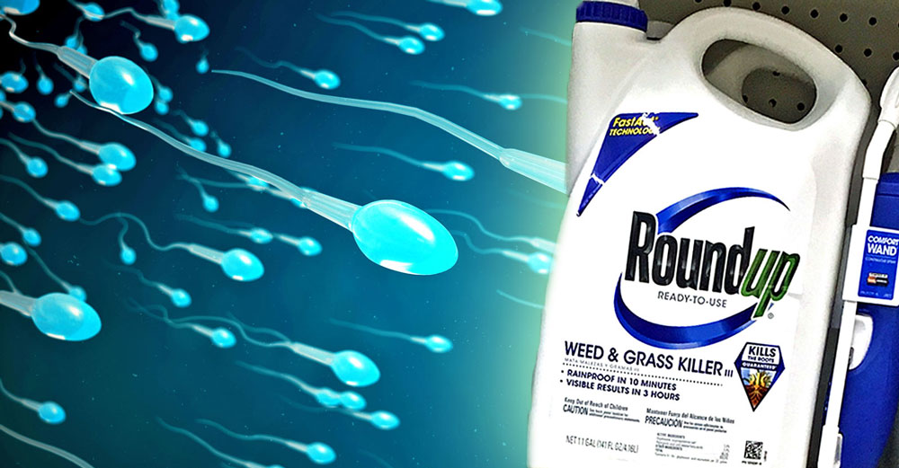 roundup glyphosate sperm infertile