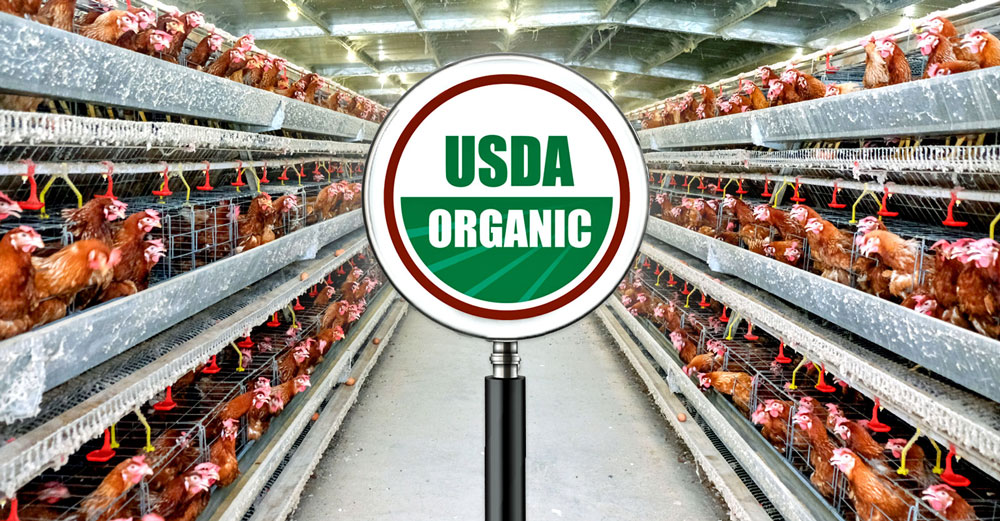 usda organic chicken factory farm